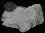 Large Enrolled Eldredgeops Trilobite From New York #9205-1